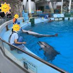 名古屋港水族館～腹見せイルカを観よう～【愛知県名古屋市】